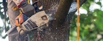 How Our Tree Care Process Works  in  Asbury Lake, FL